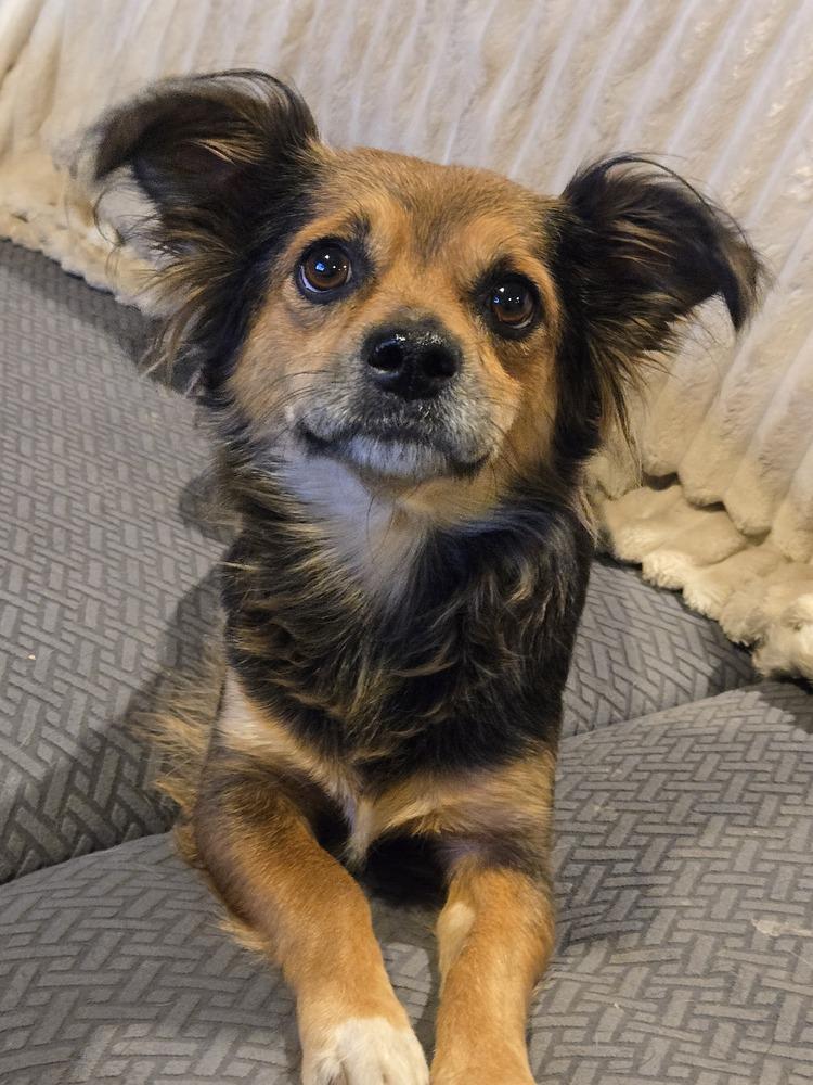 Enlarge Harley, a Adoptable mixed breed in Bend, OR image 6/6