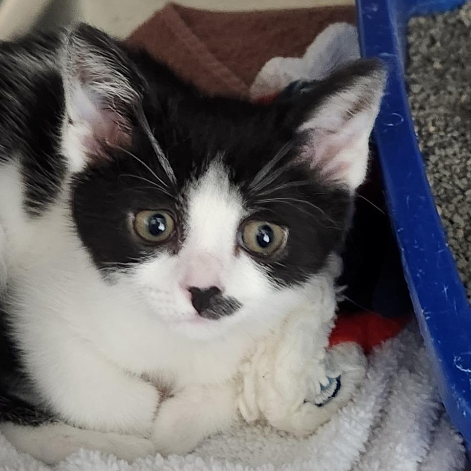 Enlarge Meowly Cyrus, a Adoptable Domestic Short Hair in Columbia Station, OH image 1/1