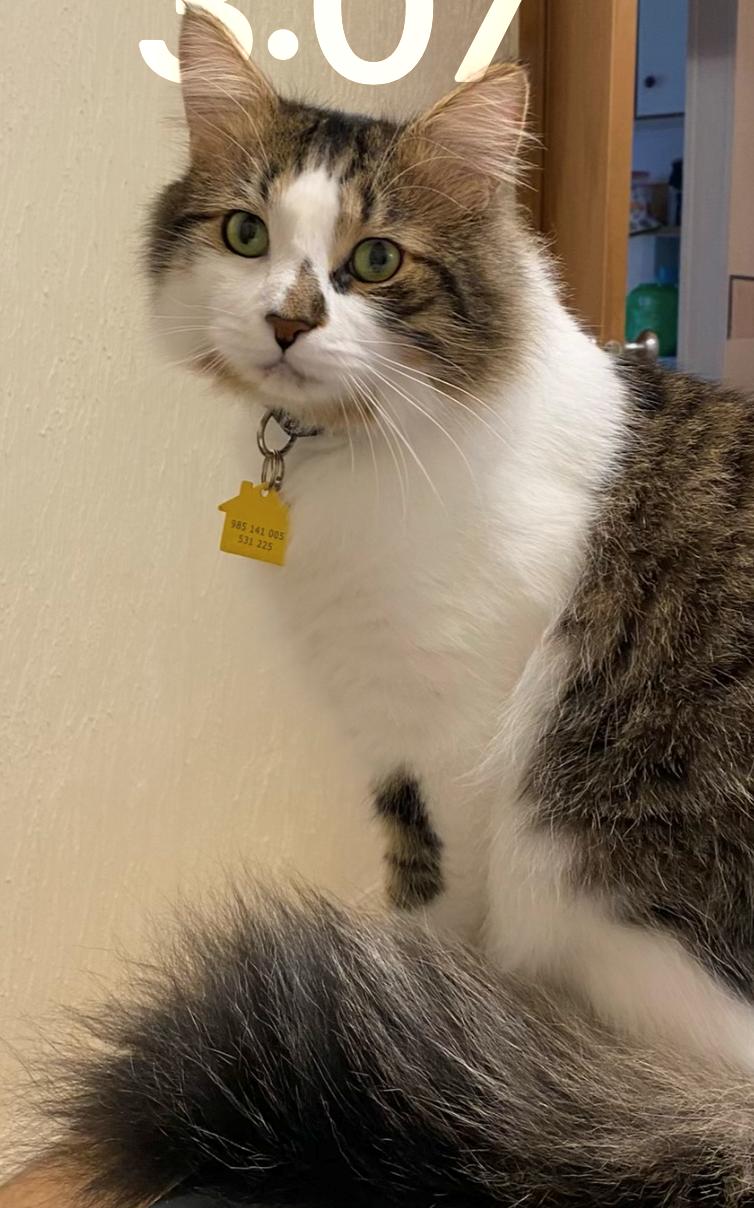 PAXTON Offered By Owner, Adoptable, Adult Male Maine Coon & Domestic Long Hair.