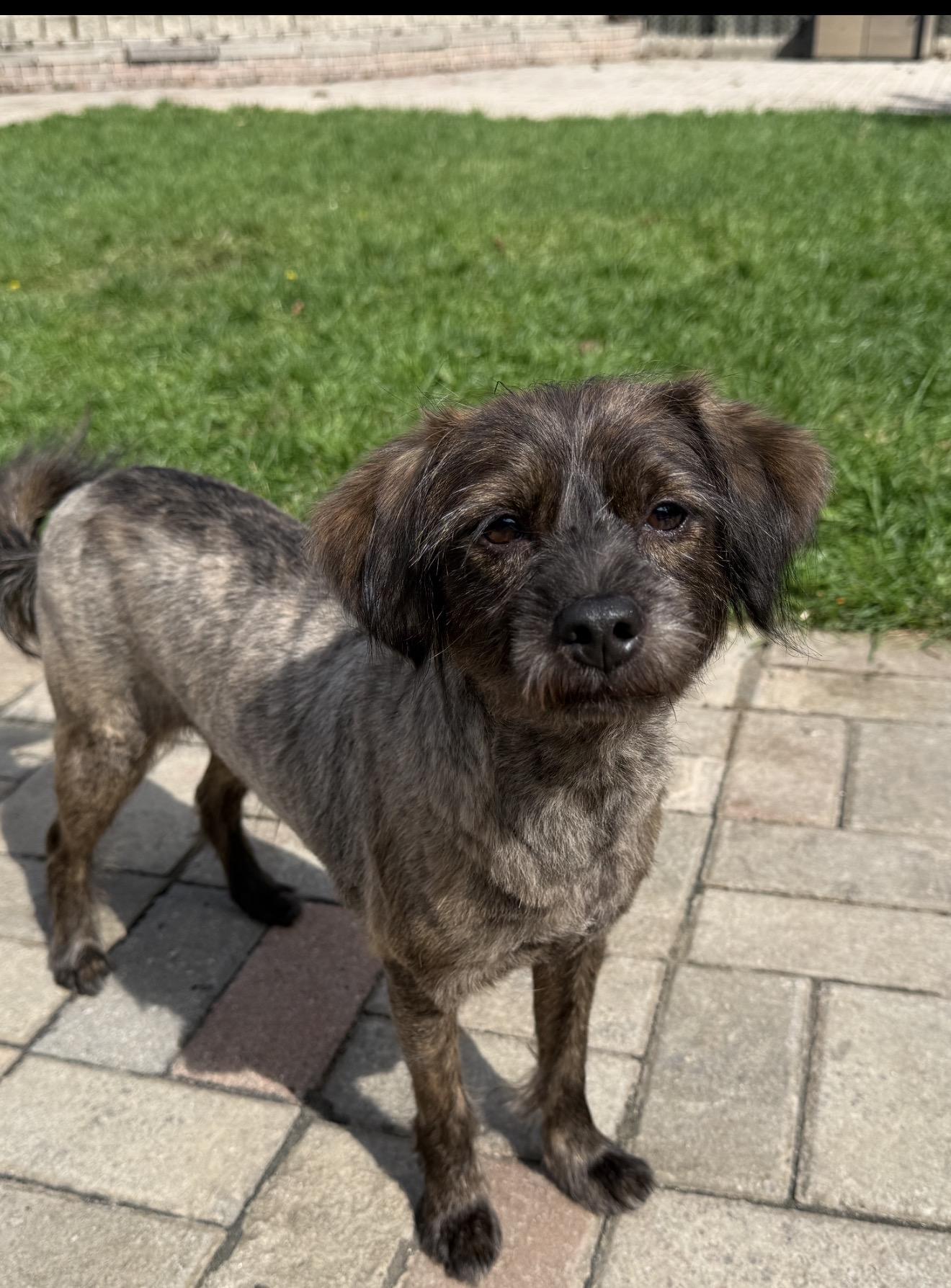 Enlarge Mocha, a Adoptable Mixed Breed in Markham, ON image 2/3