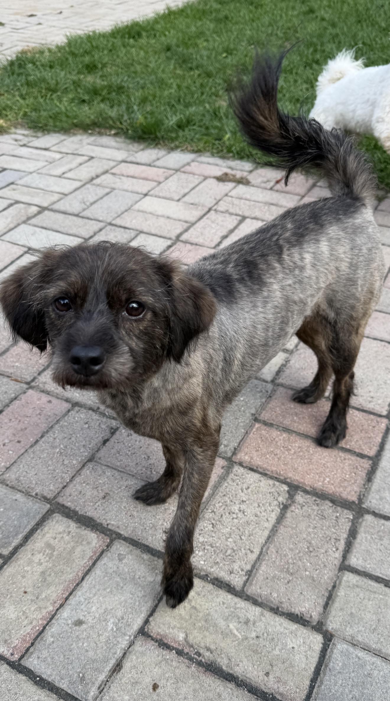 Enlarge Mocha, a Adoptable Mixed Breed in Markham, ON image 3/3