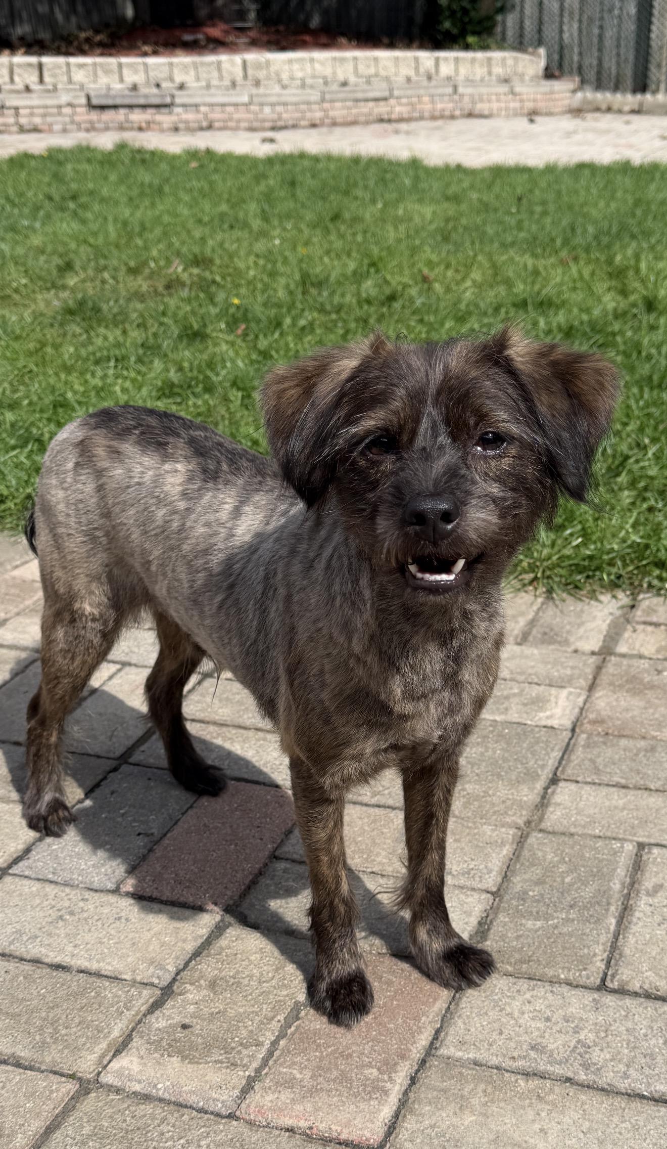 Mocha, Adoptable, Young Male Mixed Breed.
