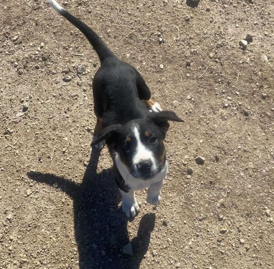 Mac, ADOPTABLE, Puppy Male Labrador Retriever.