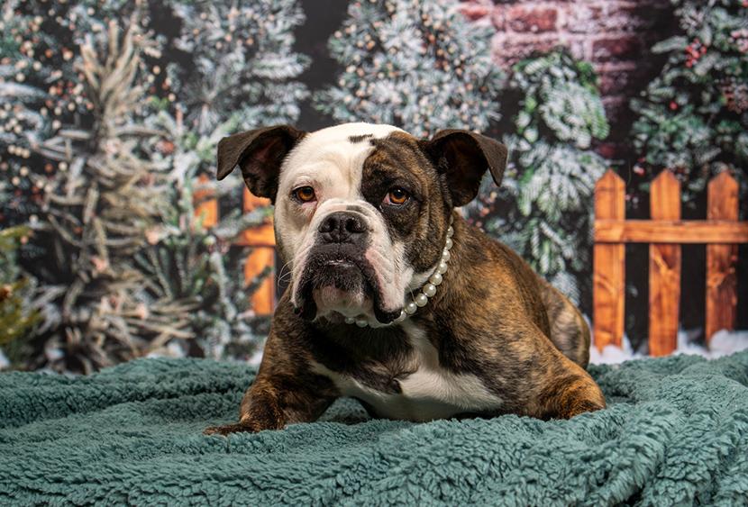 Enlarge Rosette aka Biscuit, a Adoptable mixed breed in Las Vegas, NV image 2/5