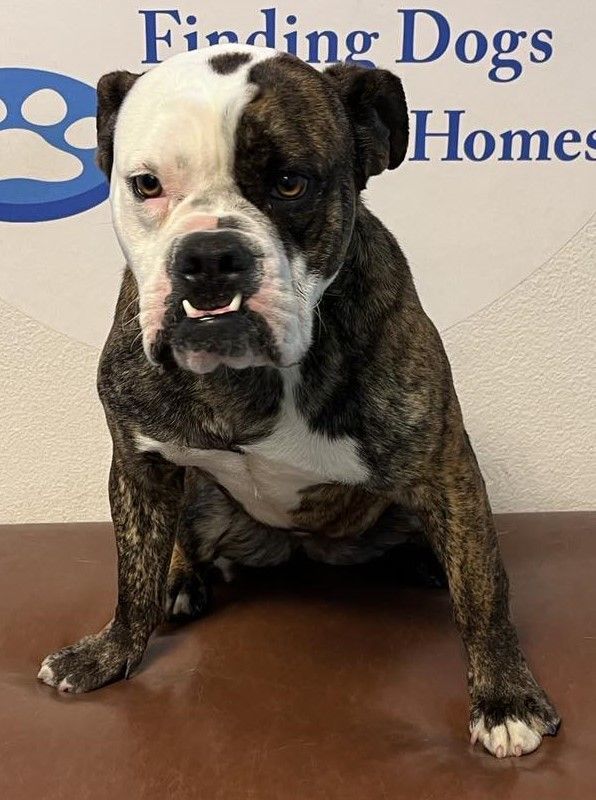 Enlarge Rosette aka Biscuit, a Adoptable mixed breed in Las Vegas, NV image 3/5