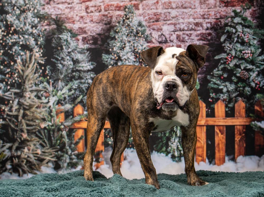 Enlarge Rosette aka Biscuit, a Adoptable mixed breed in Las Vegas, NV image 5/5