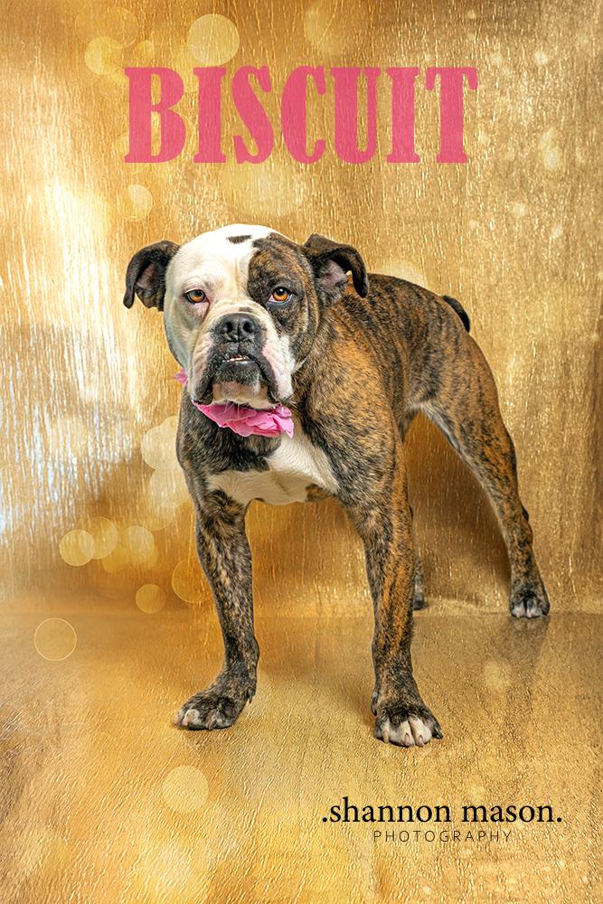 Enlarge Rosette aka Biscuit, a Adoptable mixed breed in Las Vegas, NV image 1/5