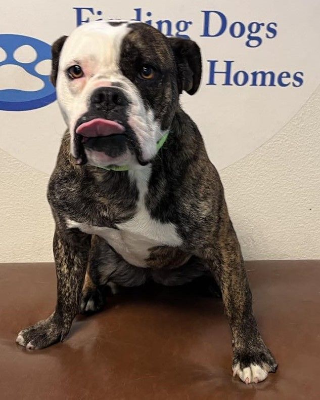 Enlarge Rosette aka Biscuit, a Adoptable mixed breed in Las Vegas, NV image 4/5