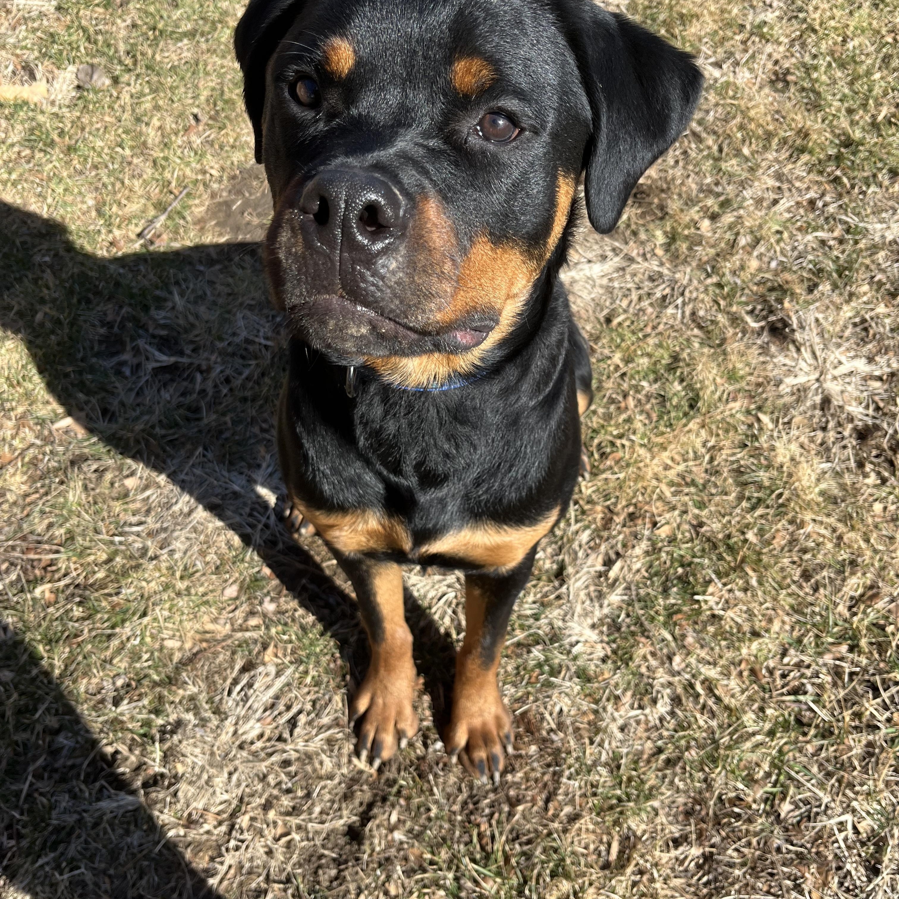 Enlarge Padre , an adopted Rottweiler in Sherman, IL image 1/1