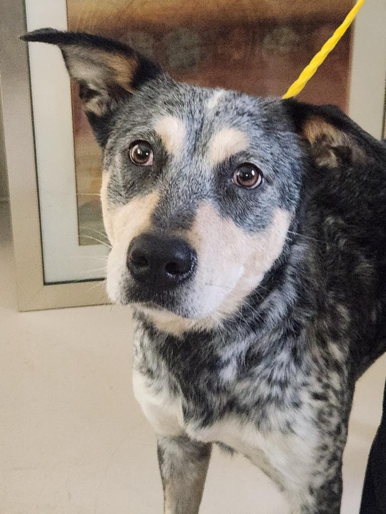 Whiskey, Adoptable, Adult Male Australian Cattle Dog / Blue Heeler & Australian Cattle Dog / Blue Heeler.