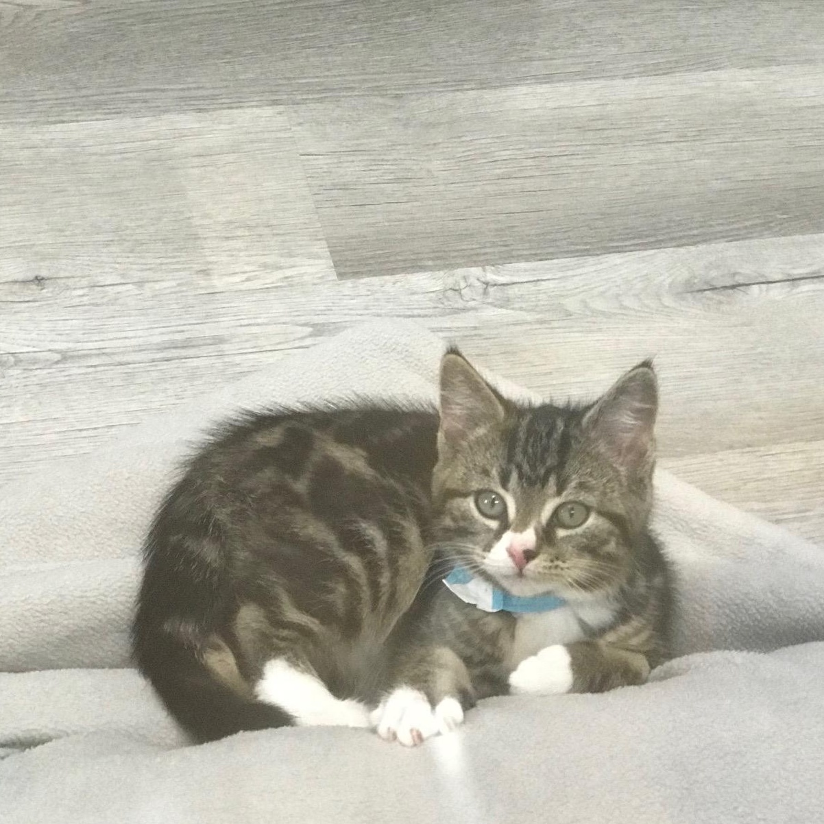 Mike, an adoptable Domestic Short Hair in Arthurette, NB, E7H 4C2 | Photo Image 1