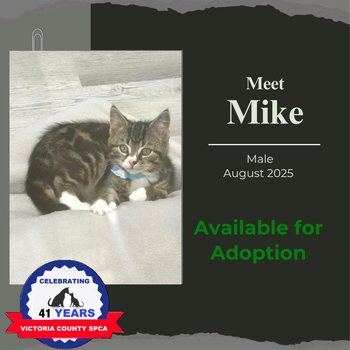 Mike, an adoptable Domestic Short Hair in Arthurette, NB, E7H 4C2 | Photo Image 2
