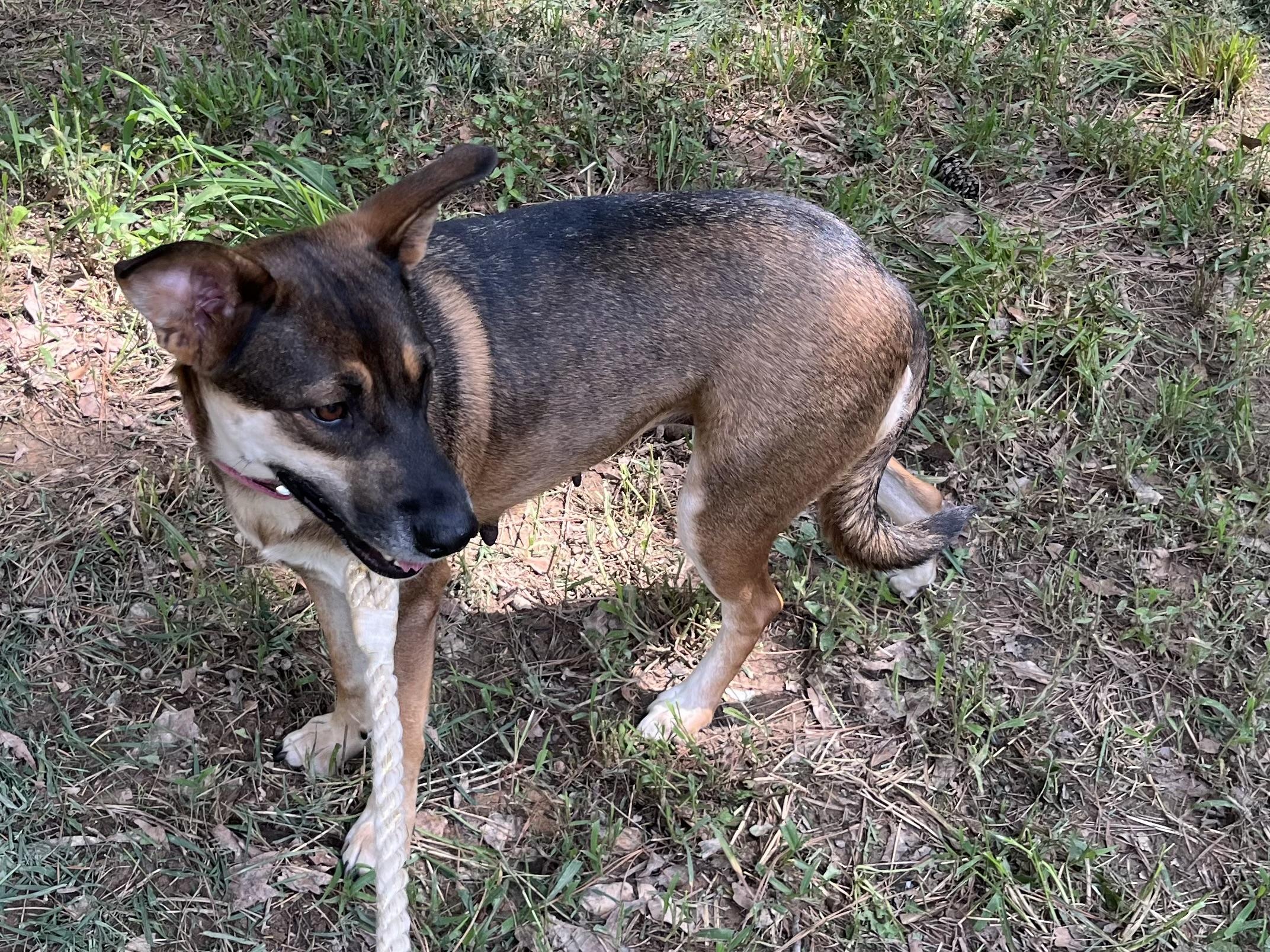 Enlarge Lady, a Adoptable mixed breed in Rock Hill, SC image 3/3