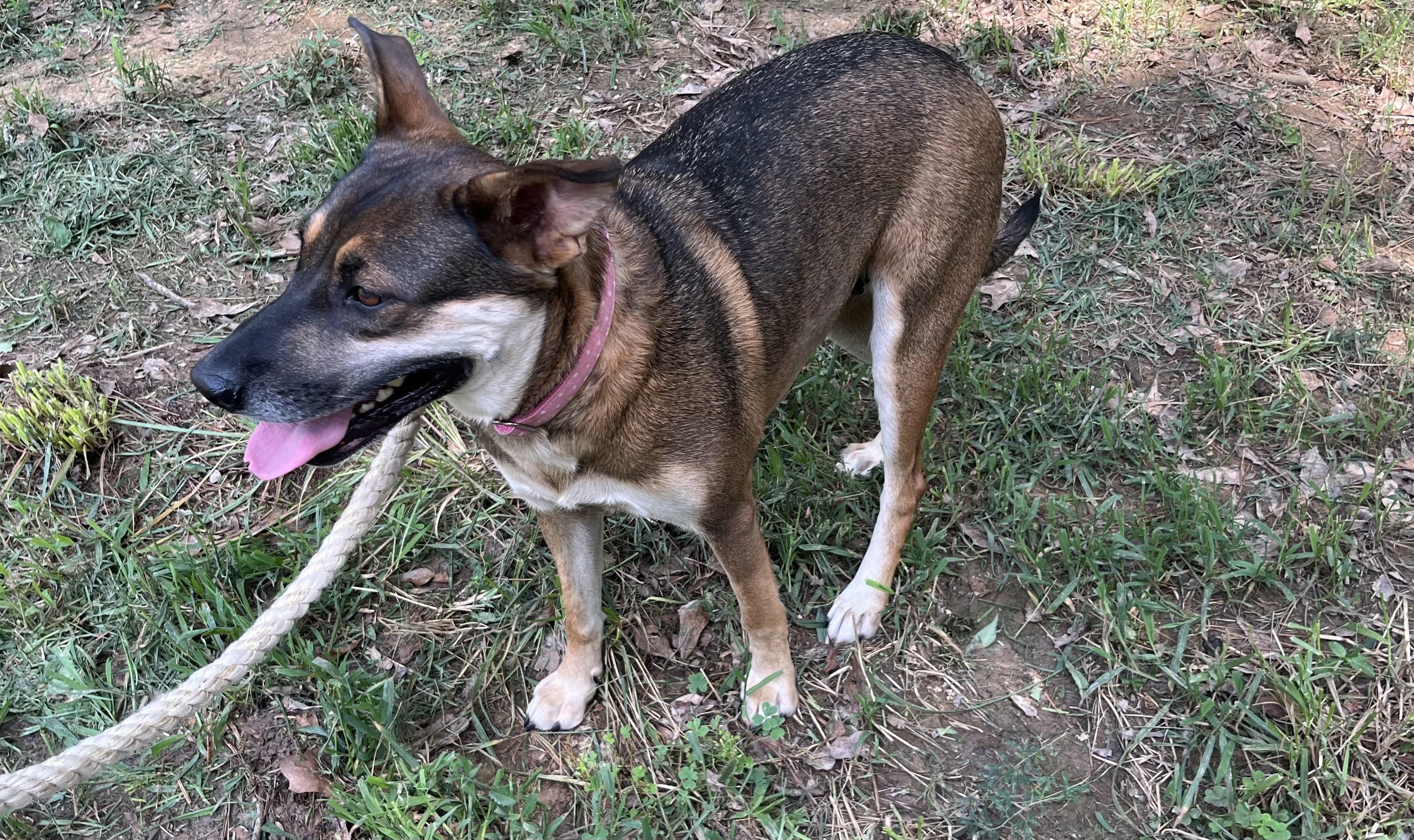 Enlarge Lady, a Adoptable mixed breed in Rock Hill, SC image 2/3