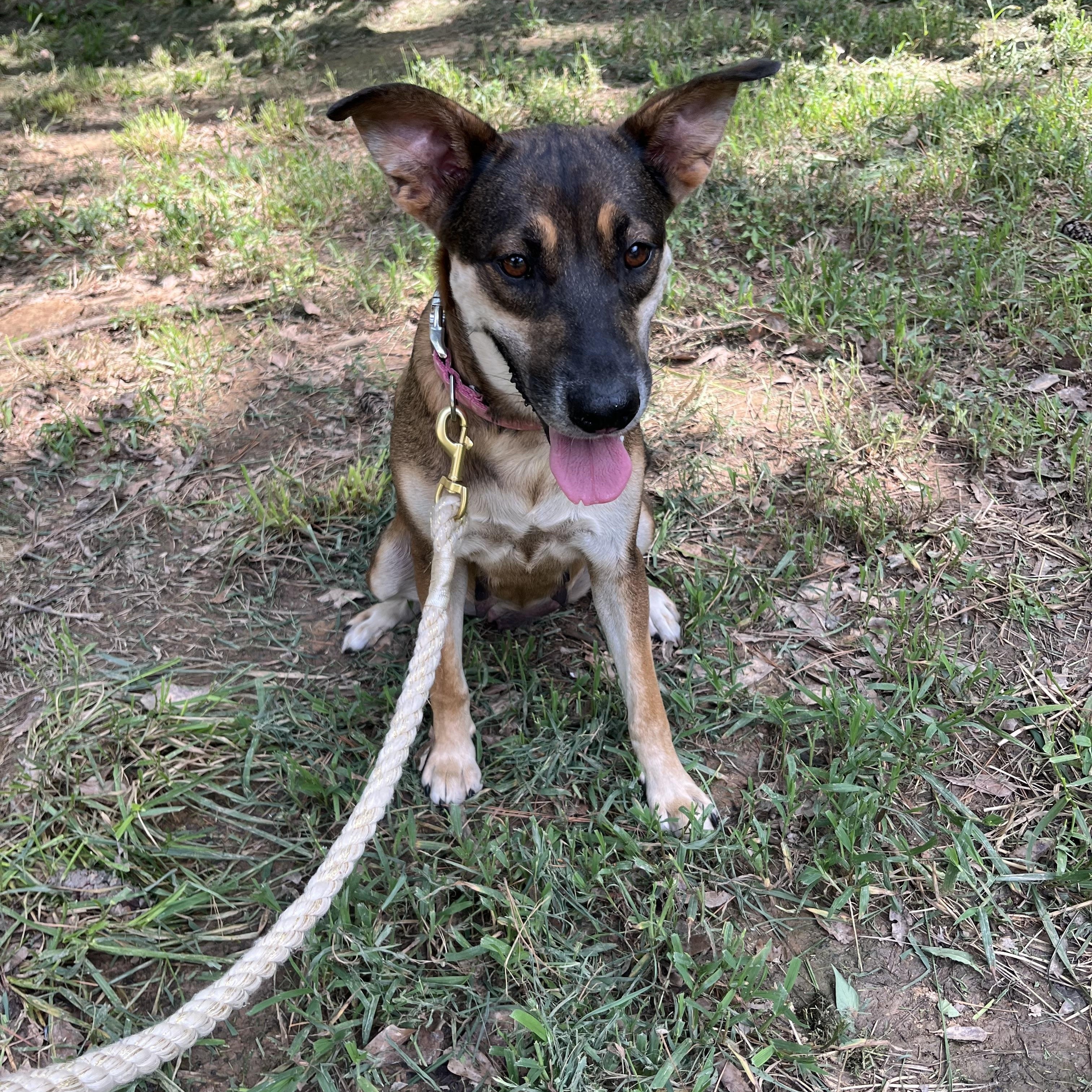 Enlarge Lady, a Adoptable mixed breed in Rock Hill, SC image 1/3