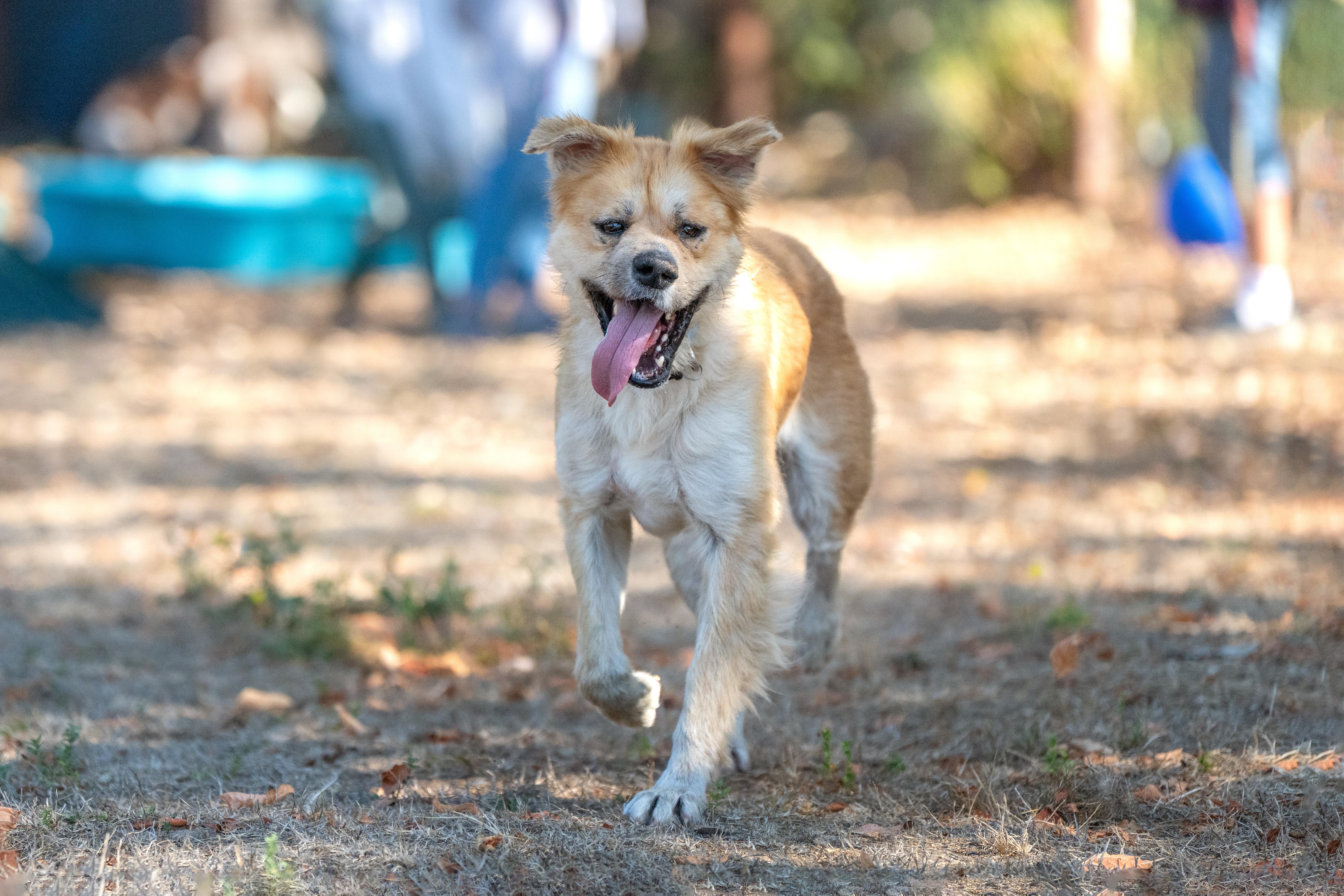 Enlarge DJ, a Adoptable mixed breed in Santa Rosa, CA image 1/6