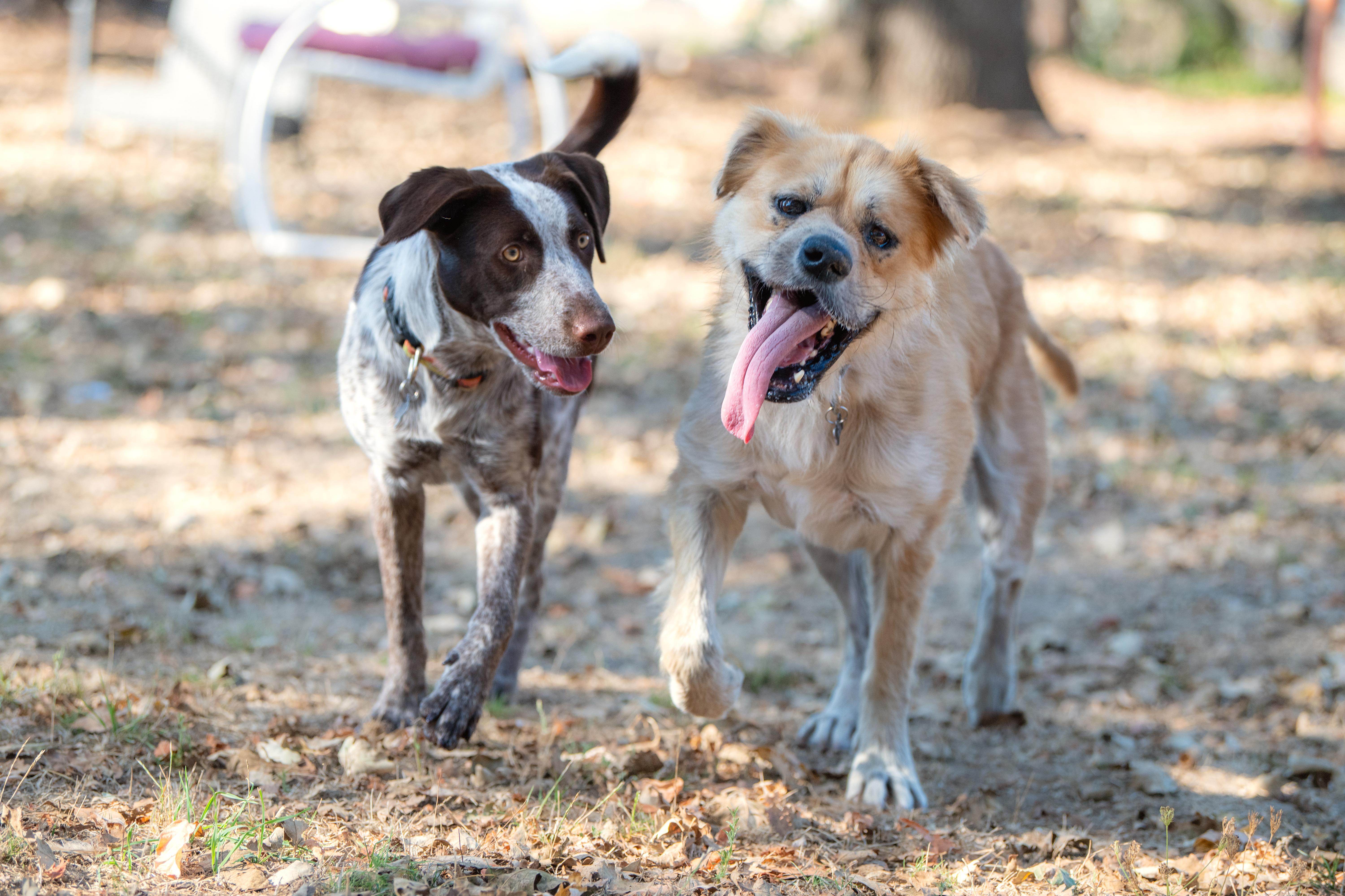 Enlarge DJ, a Adoptable mixed breed in Santa Rosa, CA image 4/6