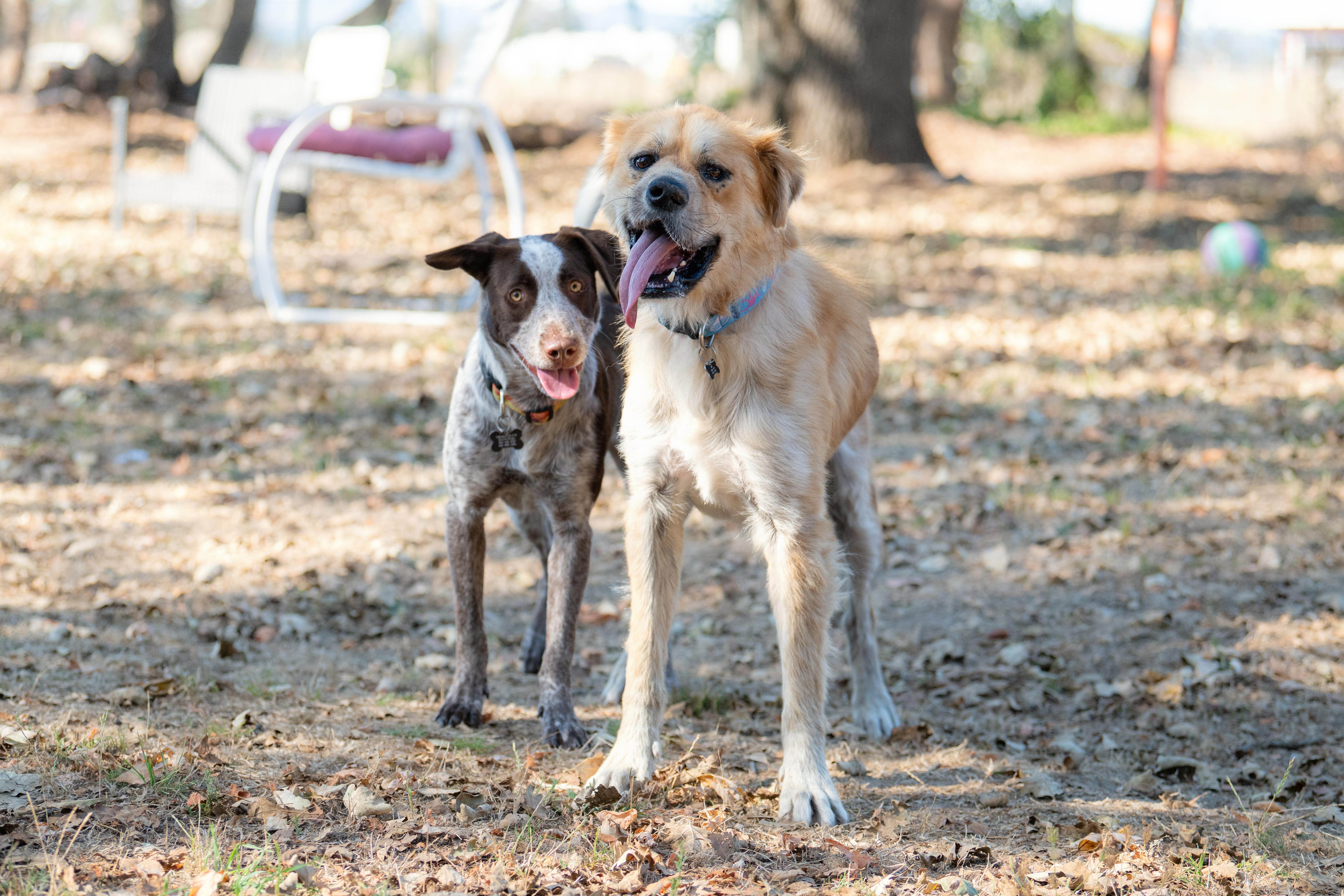 Enlarge DJ, a Adoptable mixed breed in Santa Rosa, CA image 5/6