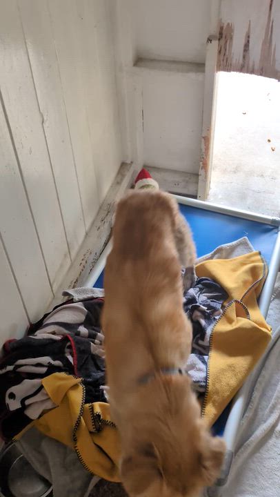Enlarge DJ, a Adoptable mixed breed in Santa Rosa, CA video 3/6