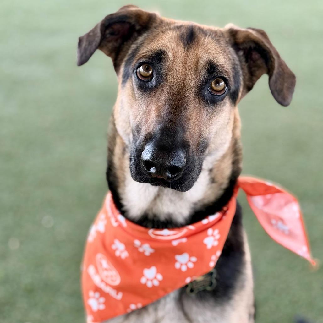 Enlarge Luna, a Adoptable mixed breed in Riverside, CA image 1/6