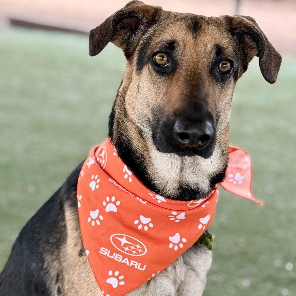 Enlarge Luna, a Adoptable mixed breed in Riverside, CA image 2/6