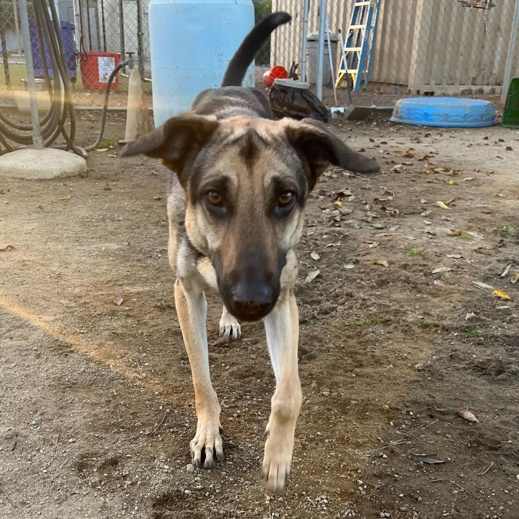 Enlarge Luna, a Adoptable mixed breed in Riverside, CA image 1/5