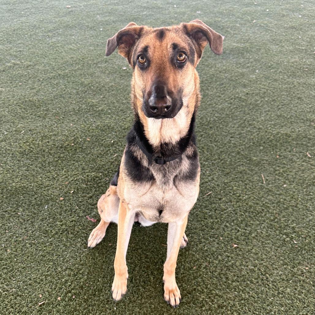 Enlarge Luna, a Adoptable mixed breed in Riverside, CA image 2/6