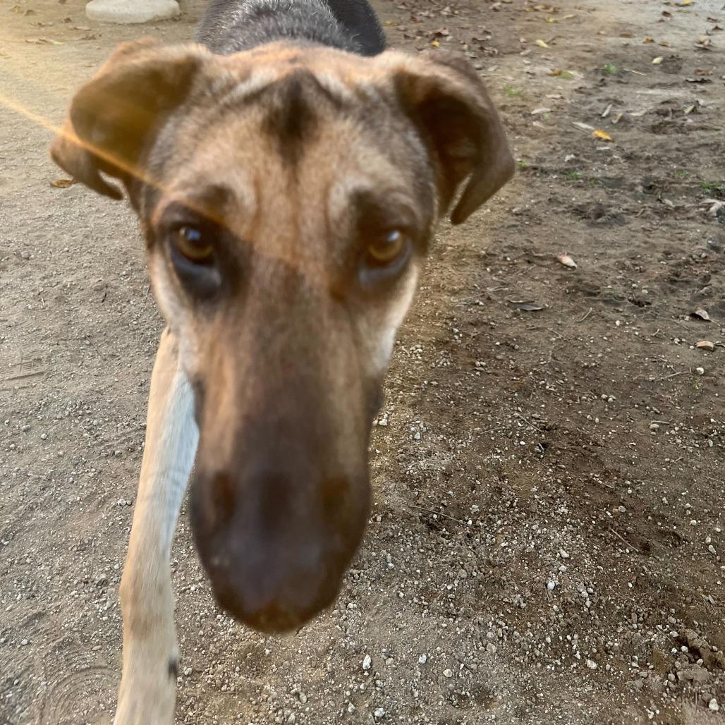 Enlarge Luna, a Adoptable mixed breed in Riverside, CA image 2/5