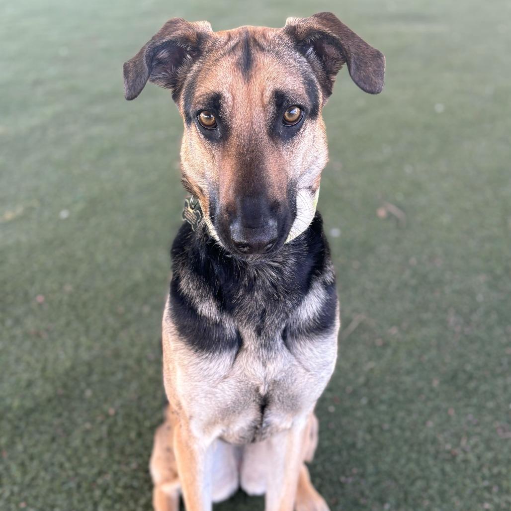 Enlarge Luna, a Adoptable mixed breed in Riverside, CA image 4/6