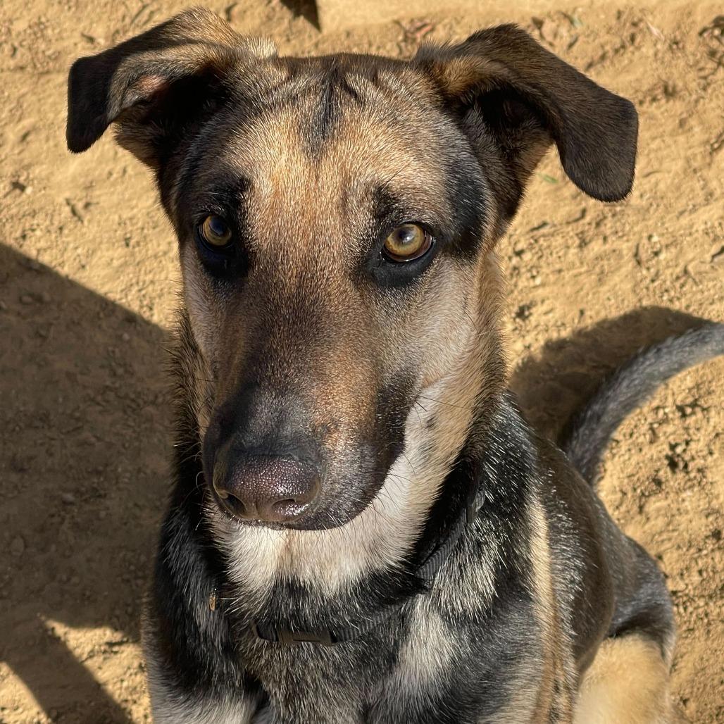 Enlarge Luna, a Adoptable mixed breed in Riverside, CA image 4/5