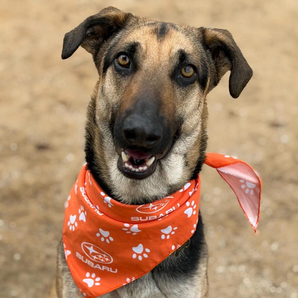 Enlarge Luna, a Adoptable mixed breed in Riverside, CA image 5/6