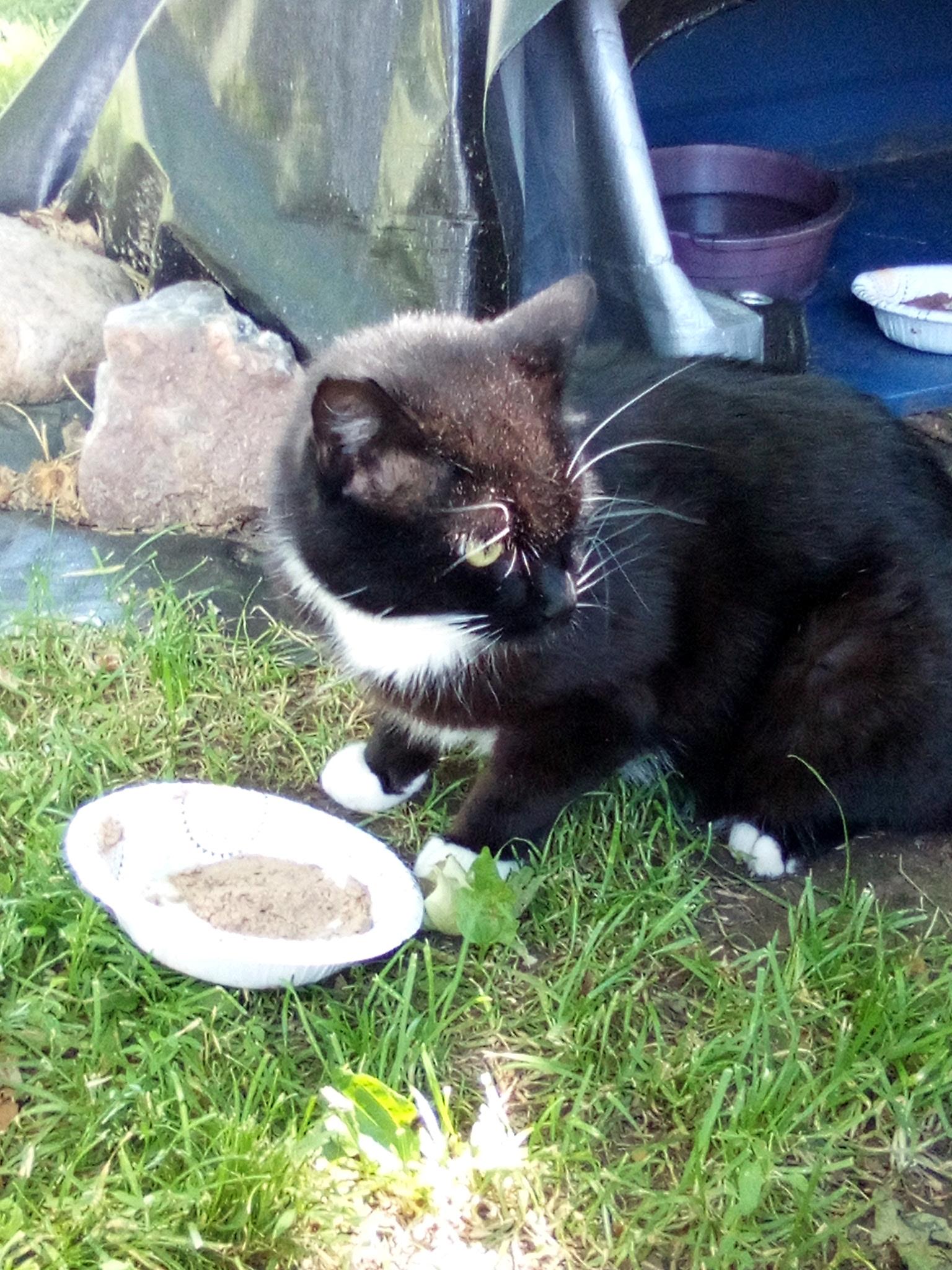 Enlarge Stanley, a Adoptable Domestic Short Hair in New Britain, CT image 2/4