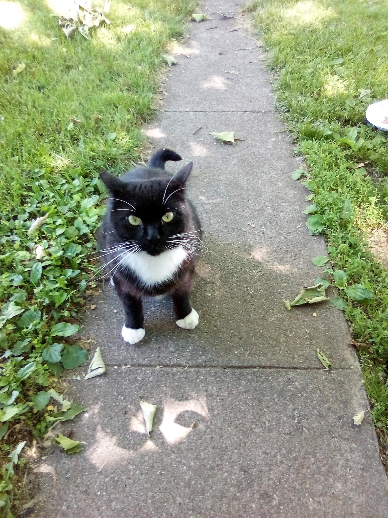 Stanley, Adoptable, Adult Male Domestic Short Hair.
