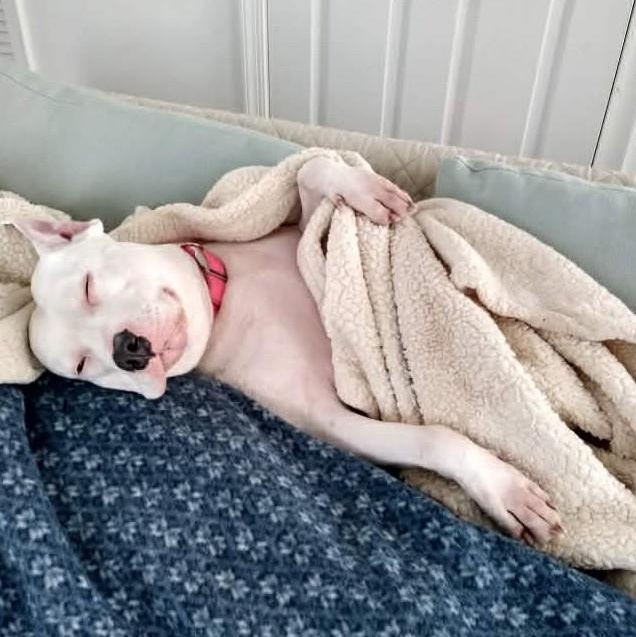 Enlarge LILY - URGENTLY SEEKING FOSTER OR ADOPTER, an adopted Pit Bull Terrier in Brockton, MA image 3/5