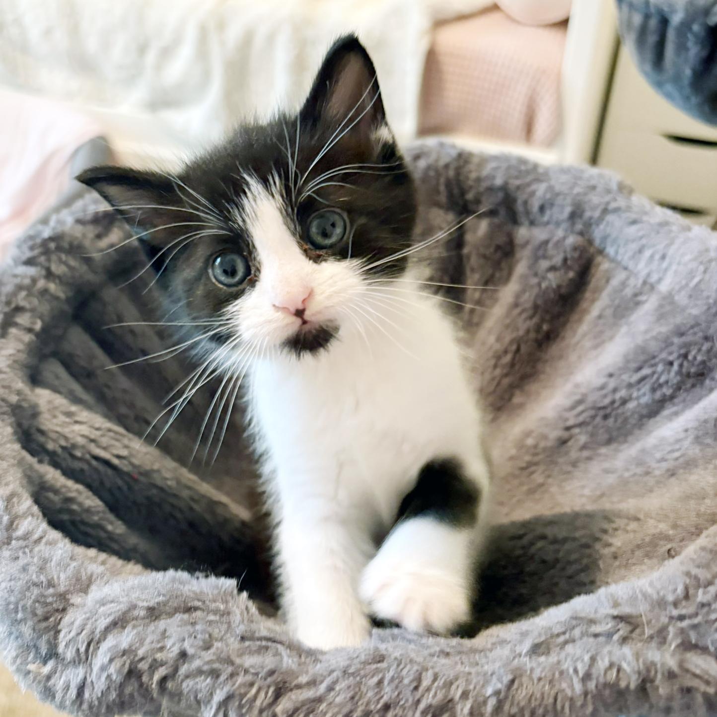 Stephen Purry, ADOPTABLE, Kitten Male Domestic Short Hair.
