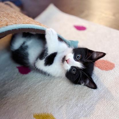 Enlarge Stephen Purry, a ADOPTABLE mixed breed in Lake Monroe, FL image 4/6
