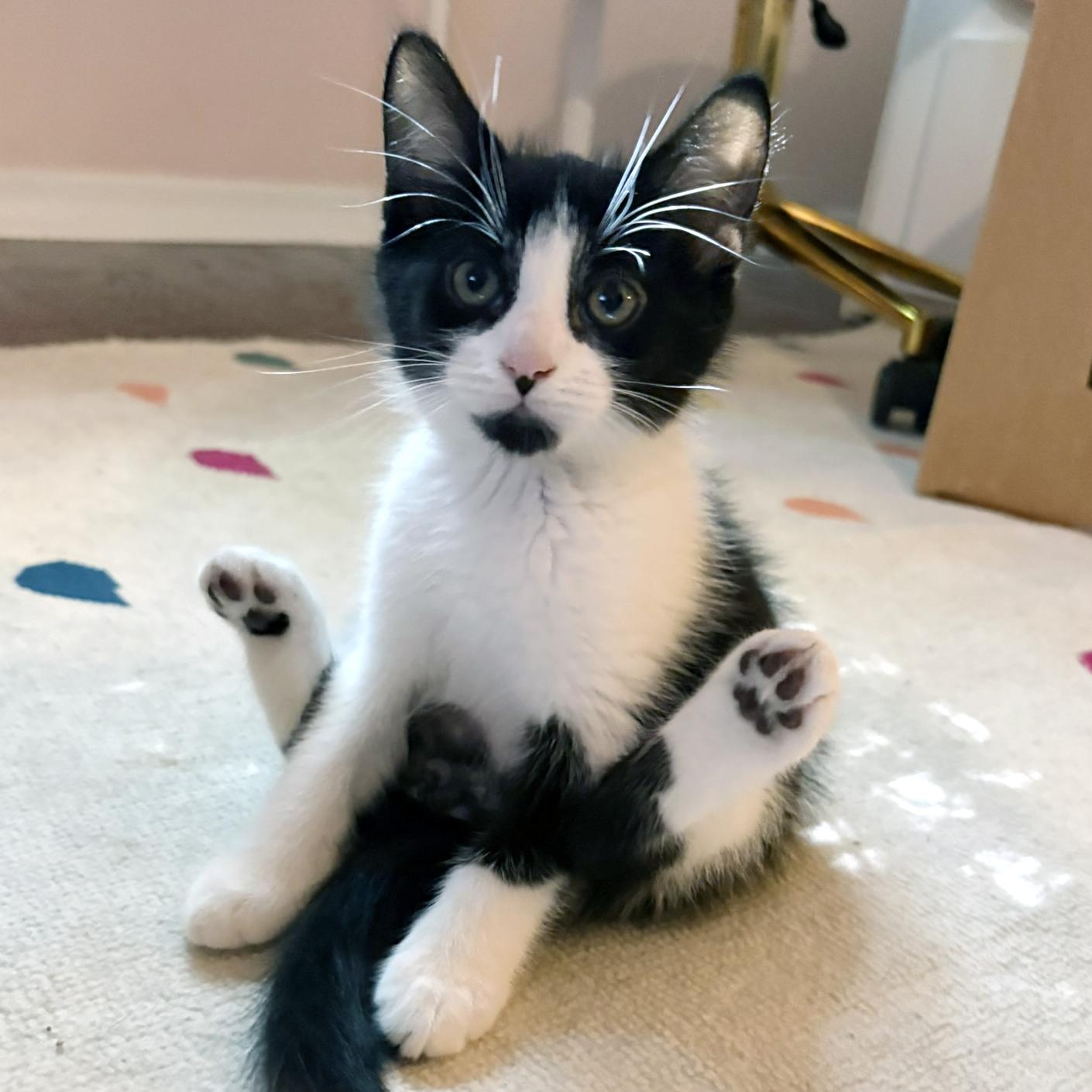 Enlarge Stephen Purry, a ADOPTABLE mixed breed in Lake Monroe, FL image 2/6