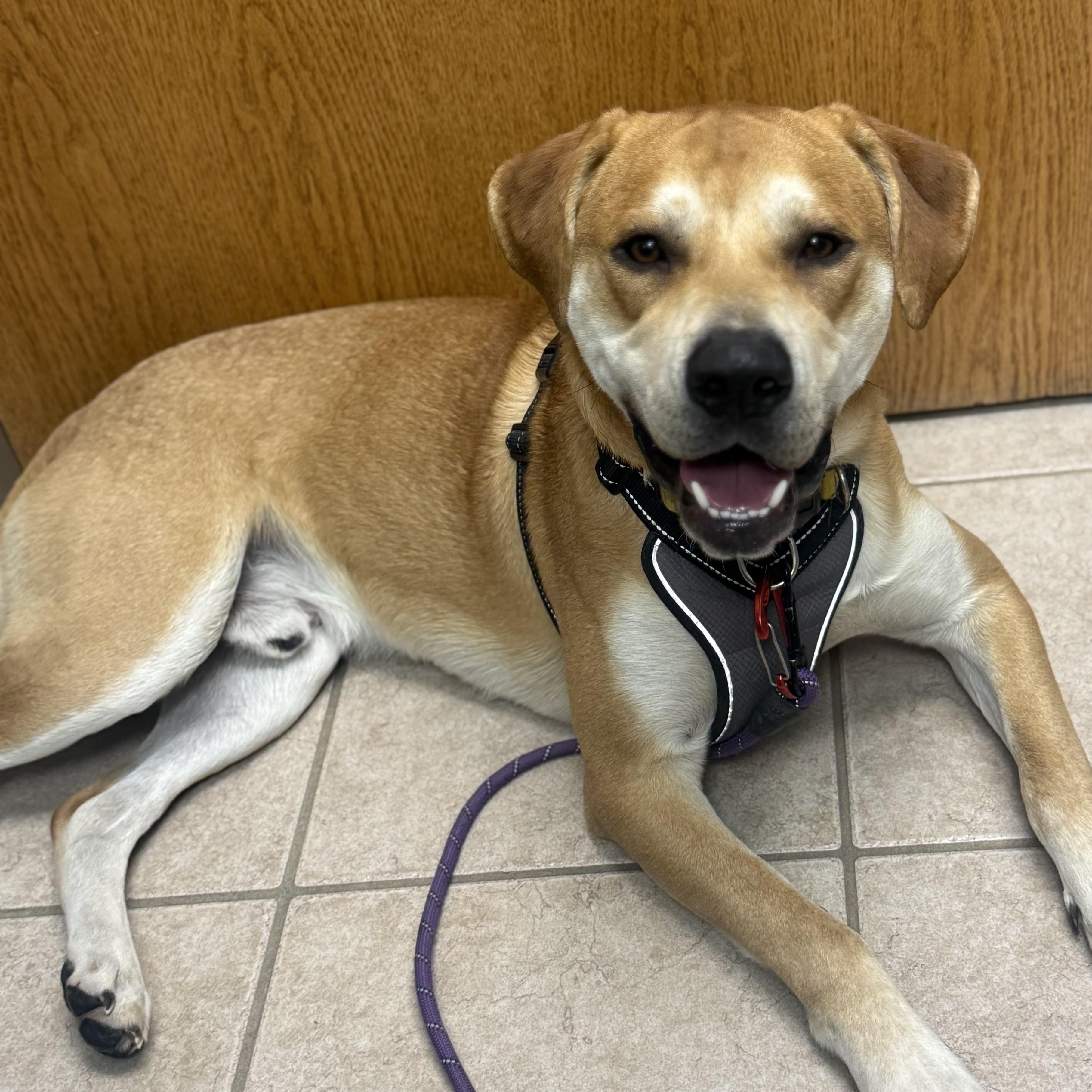 Enlarge Nix, an adopted mixed breed in Olathe, KS image 2/6