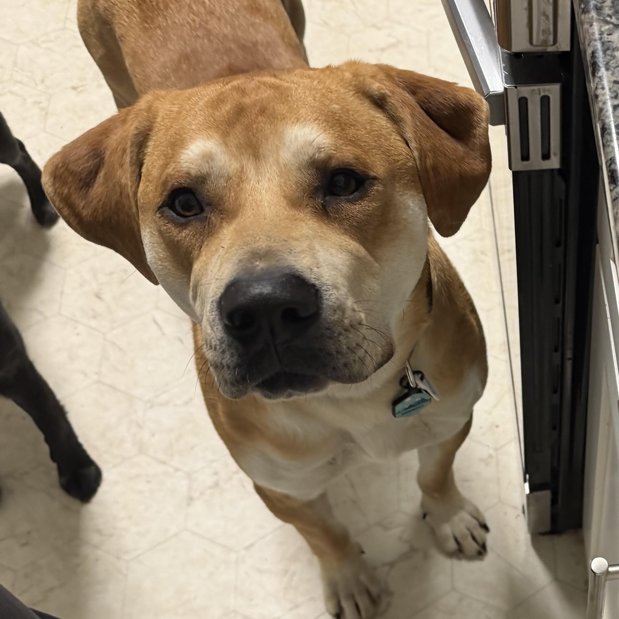 Enlarge Nix, an adopted mixed breed in Olathe, KS image 4/6