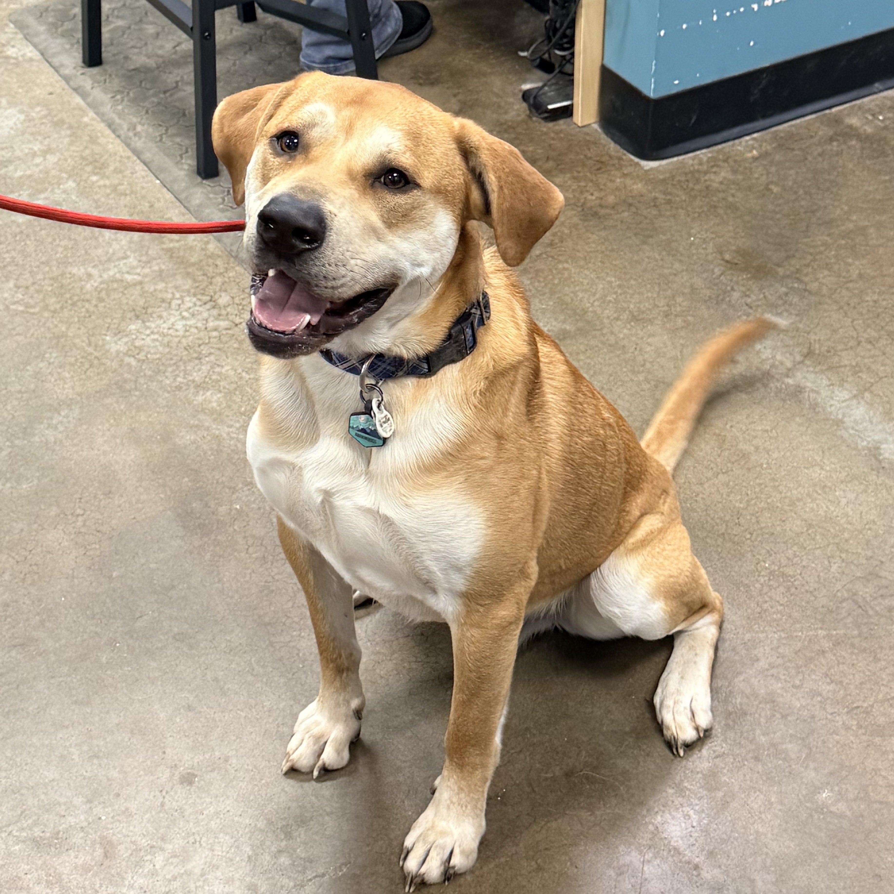 Enlarge Nix, an adopted mixed breed in Olathe, KS image 1/6