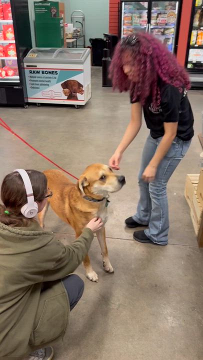 Enlarge Nix, an adopted mixed breed in Olathe, KS video 3/6