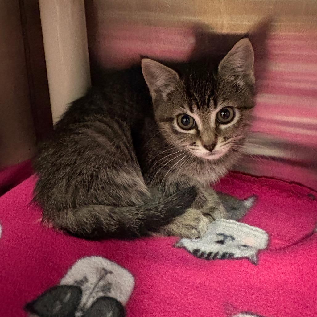 Sophia, Adoptable, Kitten Female Domestic Short Hair.