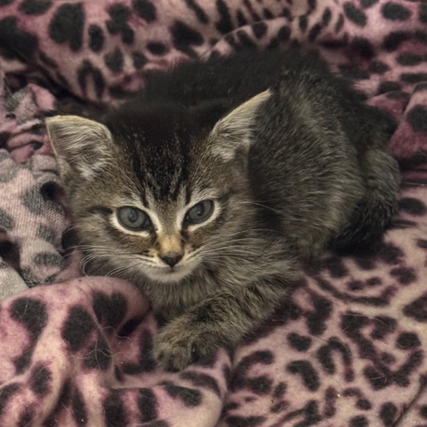 Enlarge Sophia, a Adoptable Domestic Short Hair in Keizer, OR image 2/3