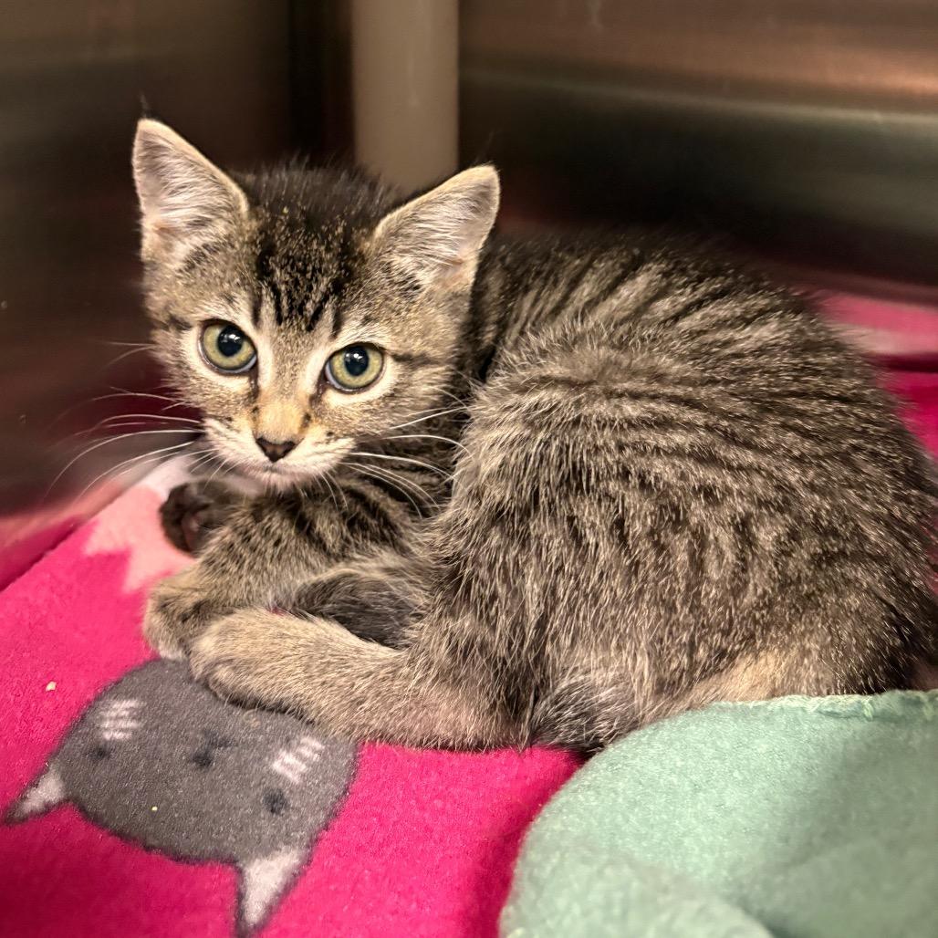Enlarge Sophia, a Adoptable Domestic Short Hair in Keizer, OR image 3/3