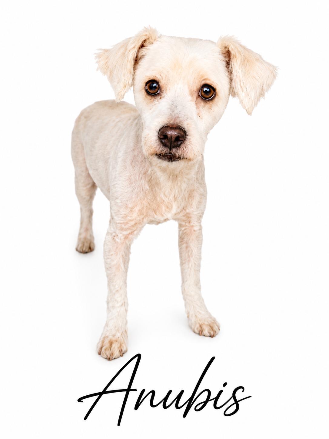 Anubis, adopted, Young Male Mixed Breed.