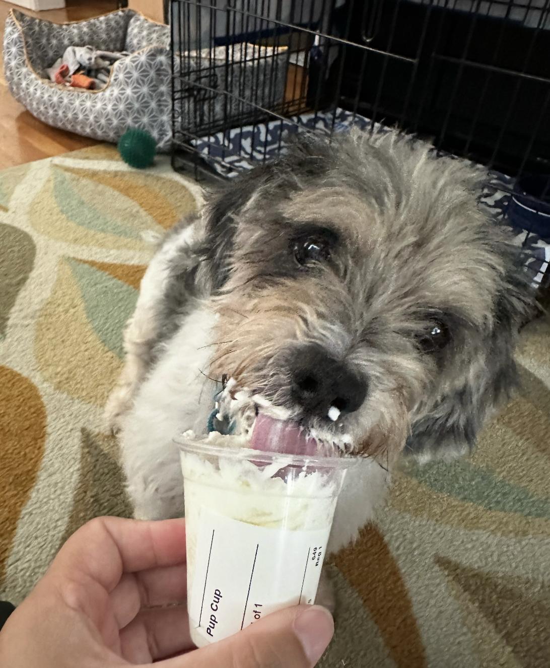 Benji, a Adoptable mixed breed in Los Angeles, CA image 5/6