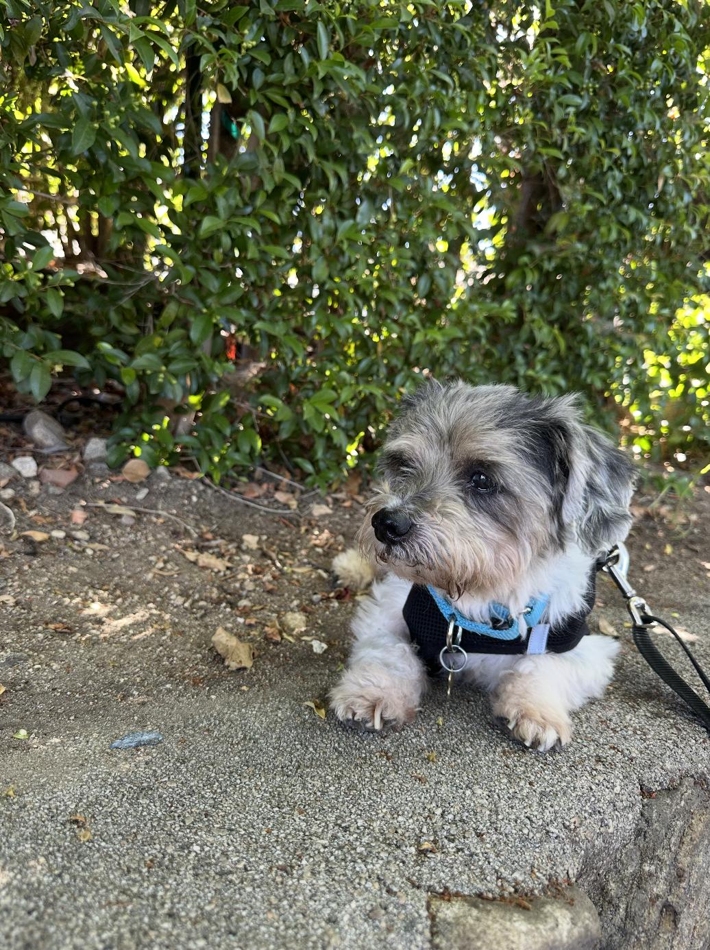 Benji, a Adoptable mixed breed in Los Angeles, CA image 6/6