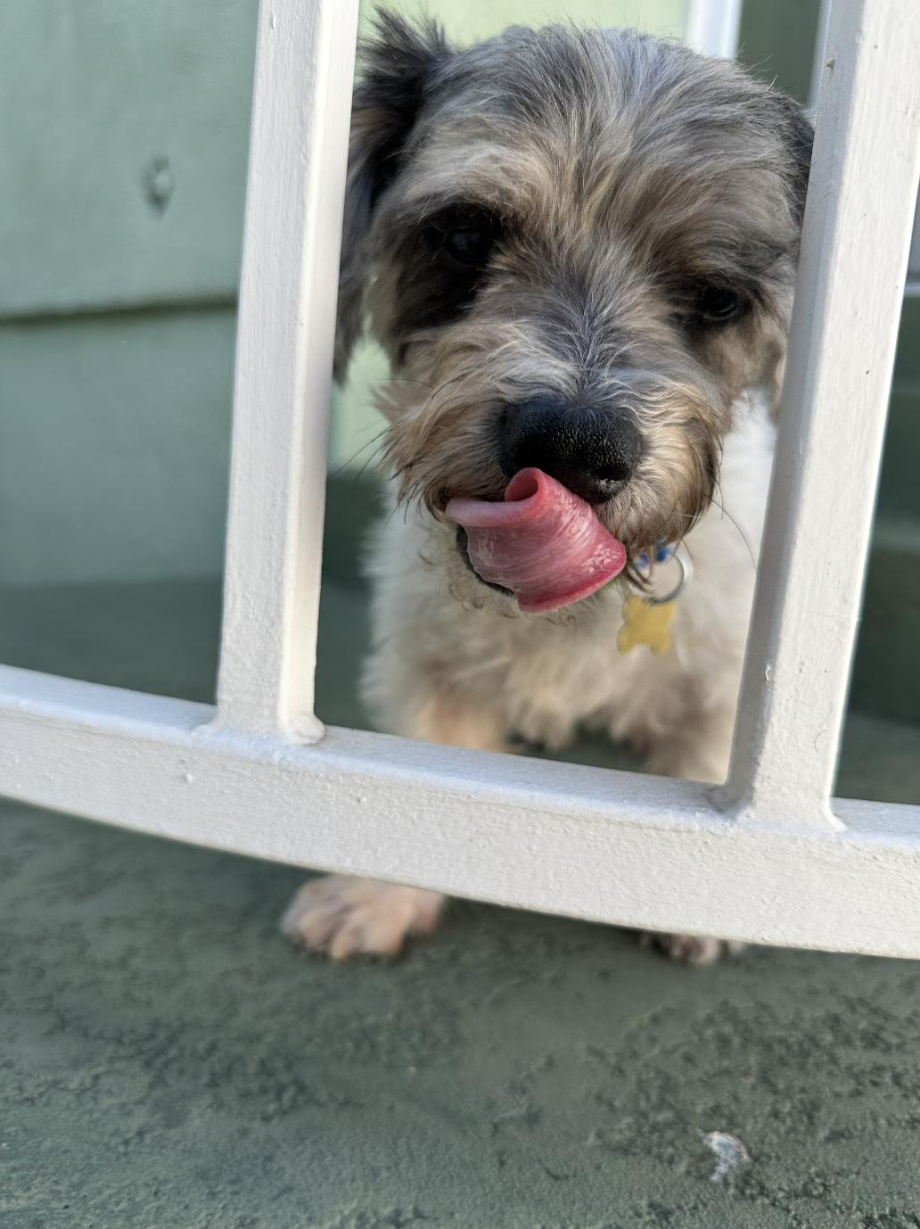 Benji, a Adoptable mixed breed in Los Angeles, CA image 4/6