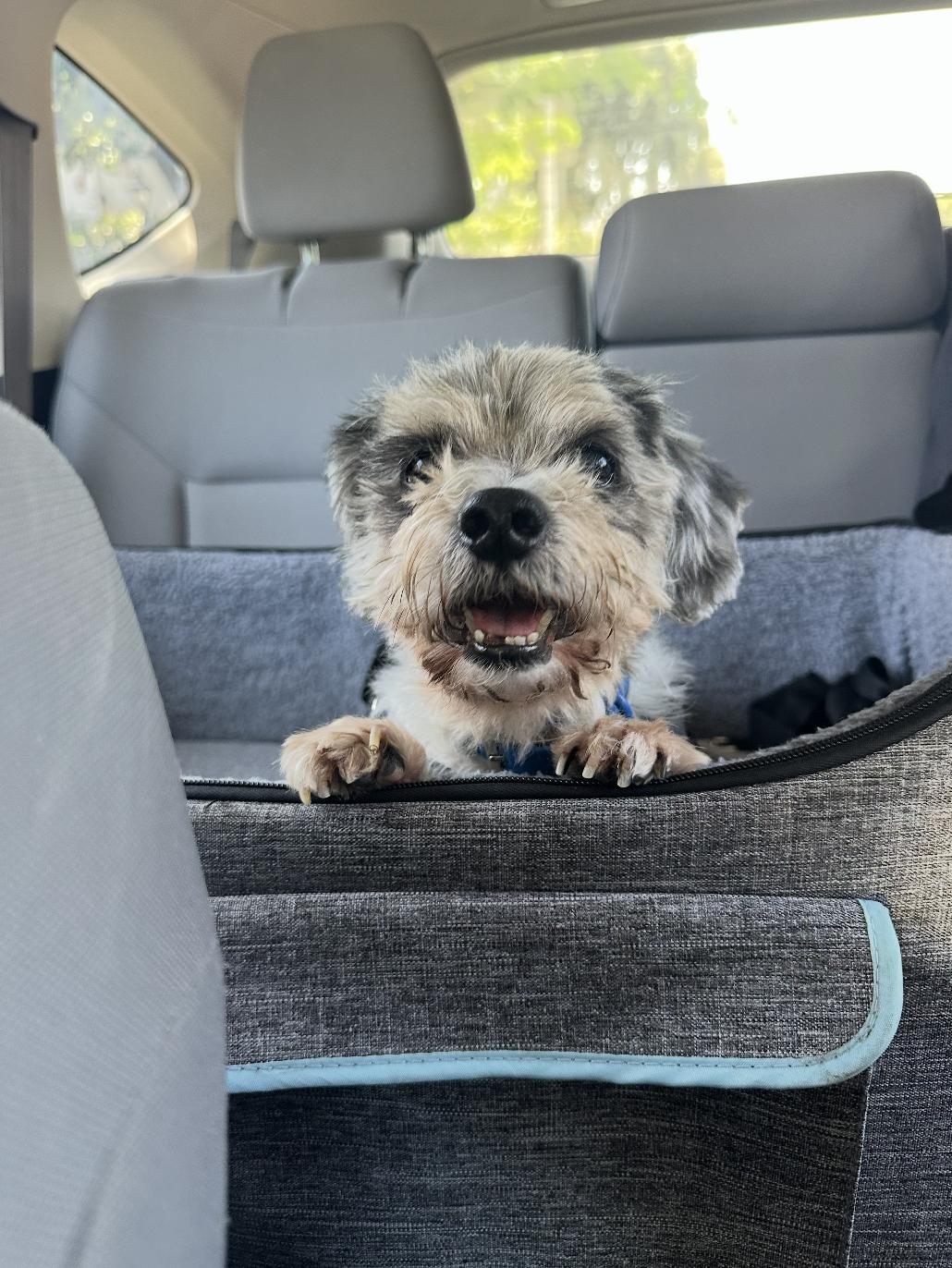 Benji, Adoptable, Senior Male Shih Tzu.