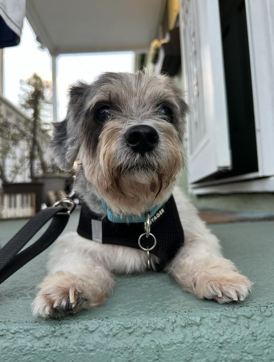 Benji, a Adoptable mixed breed in Los Angeles, CA image 2/6